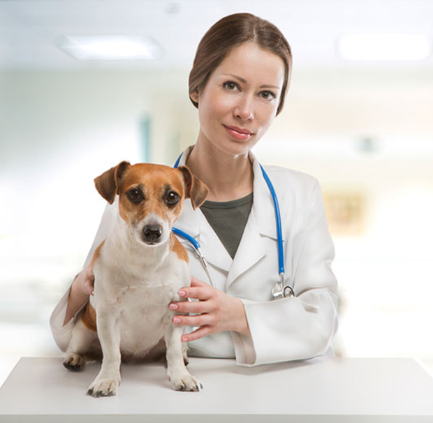 Vacunación Veterinarios
